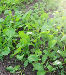 Choi Sum Fuubi - Brassica parachinensis - osivo asijské zeleniny - 100 ks
