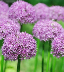 Česnek okrasný - Allium purple sensation - cibule česneků - 3 ks