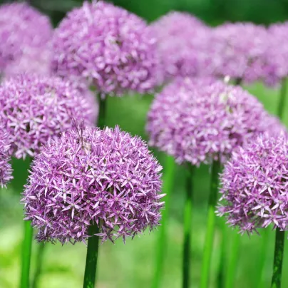 Česnek okrasný - Allium purple sensation - cibule česneků - 3 ks