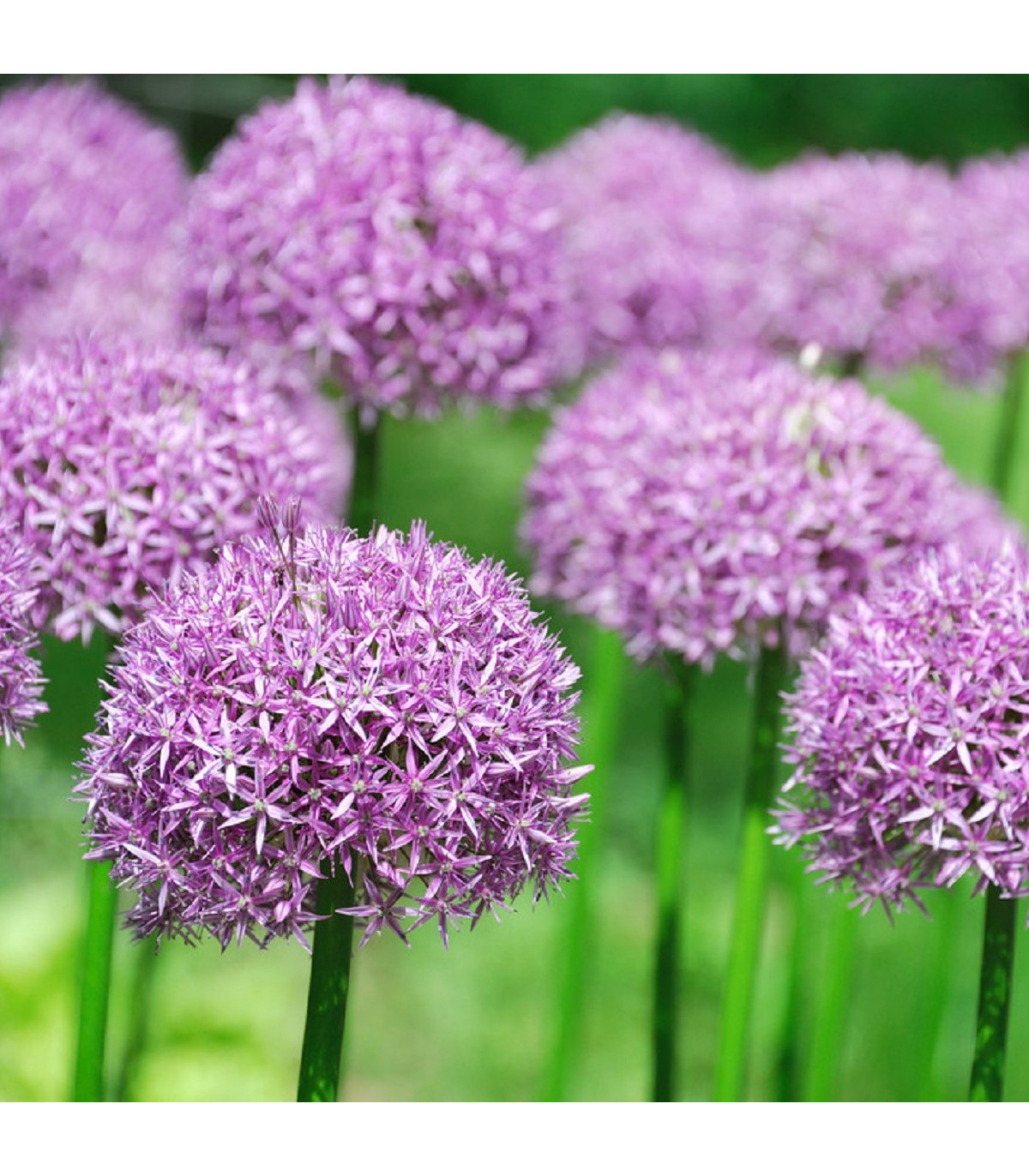 Česnek okrasný - Allium Purple Sensation - cibule česneku - 3 ks