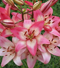 Lilie Rosellas Dream - Lilium - cibule lilií - 1 ks
