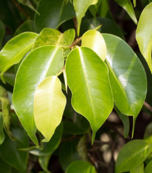 Fíkus Benjamín - Ficus benjamina - semena Fíkusu - 4 ks