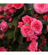 Begonie plnokvětá růžová - Begonia superba - hlízy begónie - 2 ks