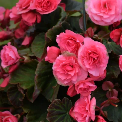 Begonie plnokvětá růžová - Begonia superba - hlízy begónie - 2 ks