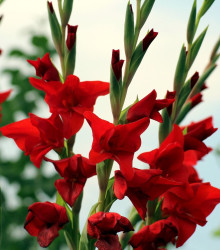 Gladiol červený Hunting song - Gladiolus - hlízy mečíků - 3 ks