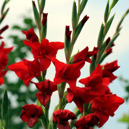 Gladiol červený Hunting song - Gladiolus - hlízy mečíků - 3 ks