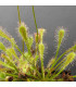 Rosnatka - Drosera nidiformis - semena - 15 ks