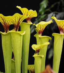 Špirlice flava - Sarracenia flava - osivo špirlice - 10 ks