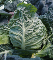 Kapusta raná žlutá - Brassica oleracea - osivo kapusty - 150 ks
