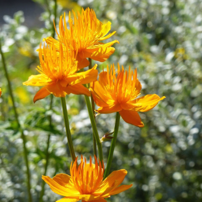 Upolín čínský Gold Queen - Trollius chinensis - osivo upolínu - 20 ks