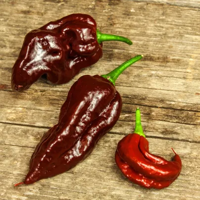 Chilli Black Naga - Capsicum chinense - osivo chilli - 6 ks