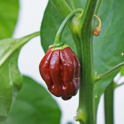 Chilli Habanero Chocolate - Capsicum annuum - osivo chilli - 6 ks