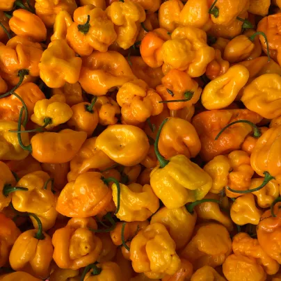 Chilli 7 Pot Brain Strain žluté - Capsicum chinense - osivo chilli - 6 ks