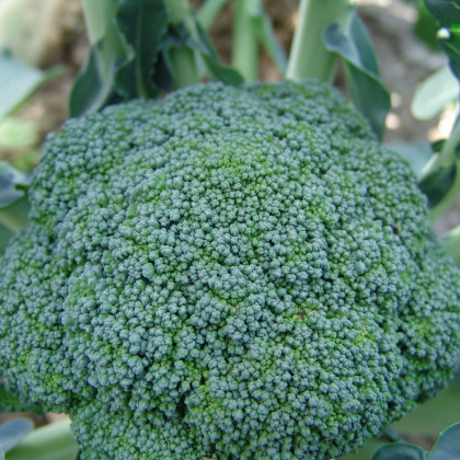 Brokolice Limba - Brassica oleracea L. - osivo brokolice - 250 ks