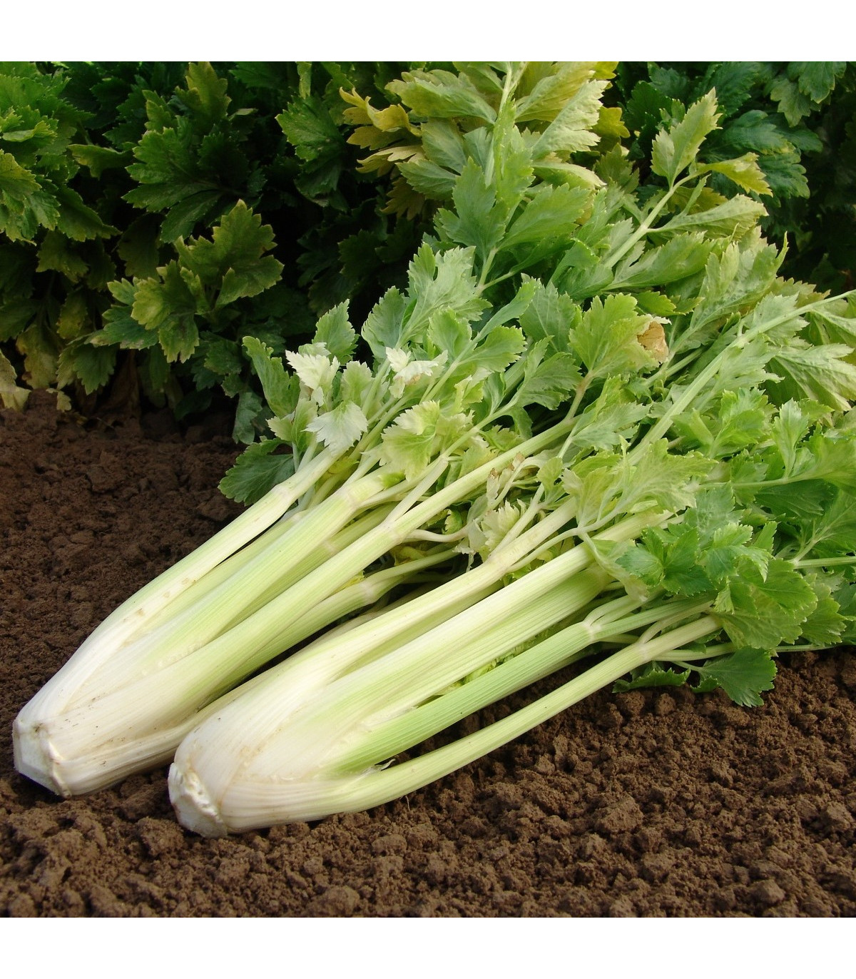 Celer Nuget řapíkatý - Apium graveolens - osivo celeru - 0,4 g