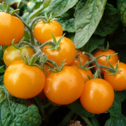 Rajče balkónové Aztek - Solanum lycopersicum- osivo rajčat - 20 ks