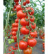 Rajče Spencer - Solanum lycopersicum - osivo rajčat - 20 ks