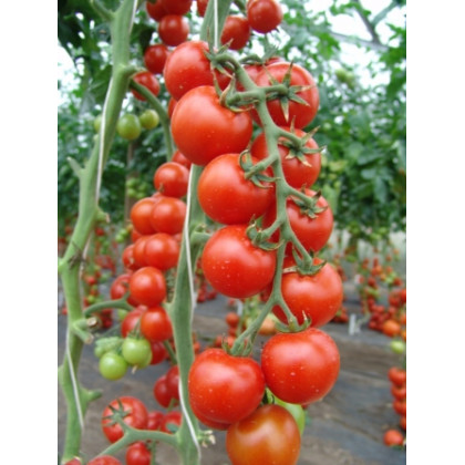 Rajče Spencer - Lycopersicon lycopersicum - osivo rajčat - 20 ks