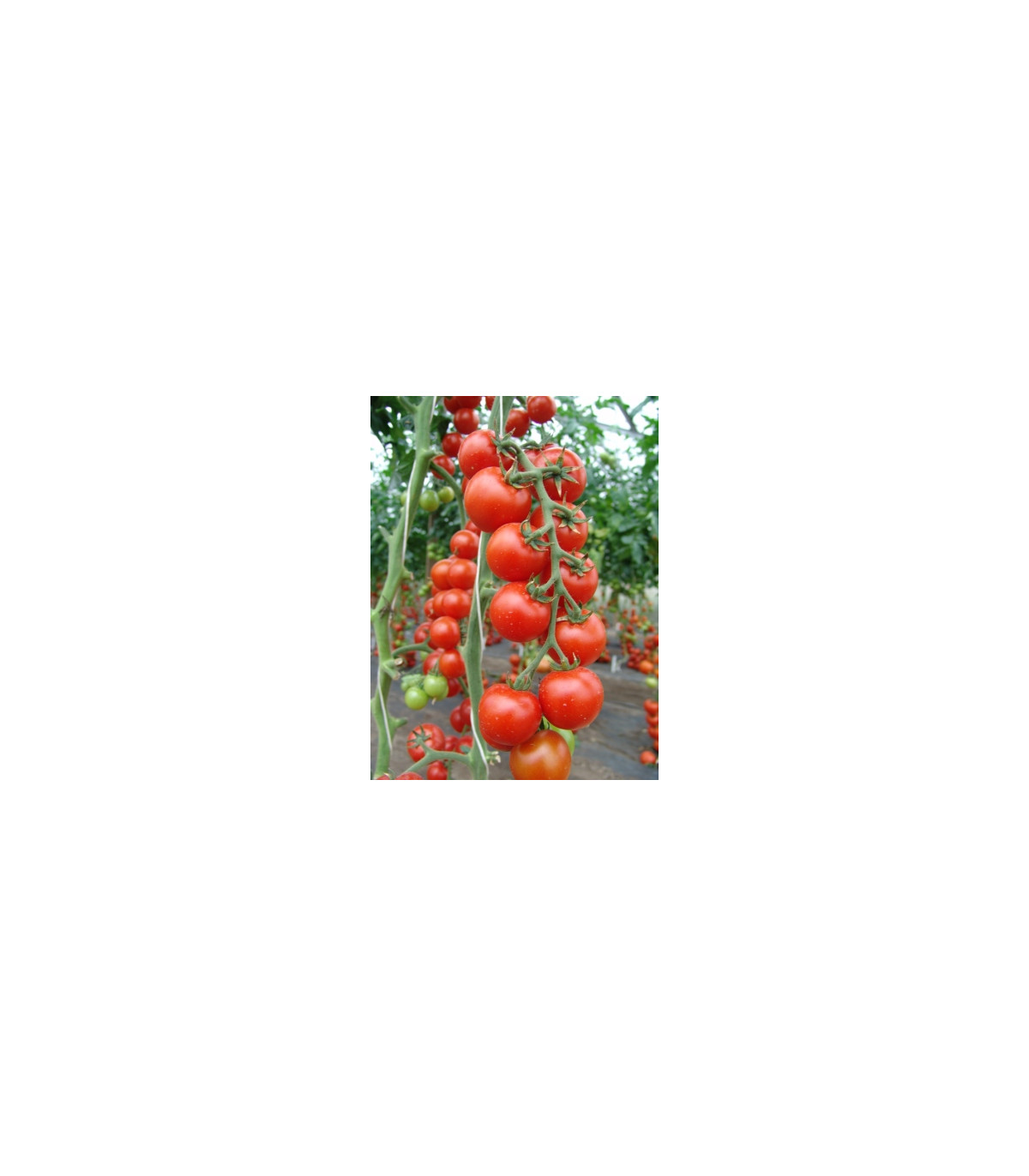 Rajče Spencer - Solanum lycopersicum - osivo rajčat - 20 ks