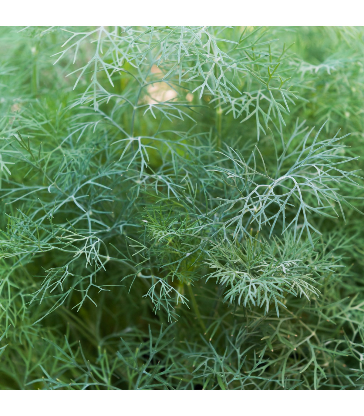 Kopr vonný Hanák - Anethum graveolens - semena kopru - 500 ks