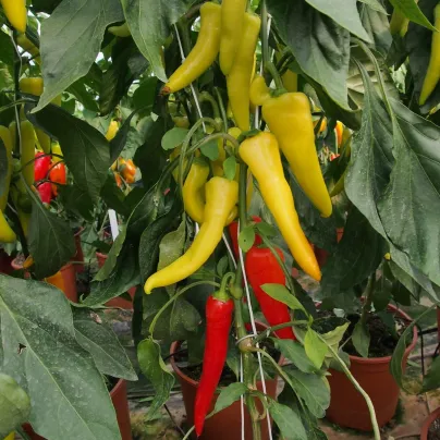 Paprika kozí/beraní roh Sora - Capsicum annuum - osivo papriky - 55 ks