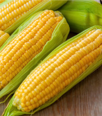 Kukuřice Andrea F1 - Zea mays - osivo kukuřice - 16 ks