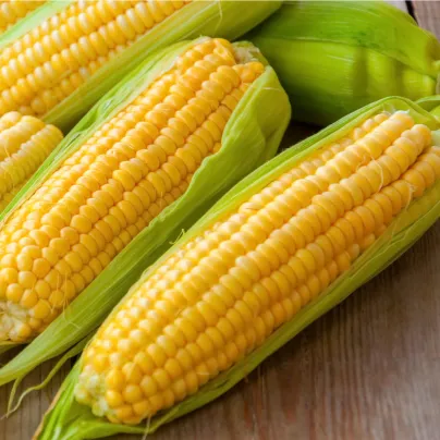 Kukuřice Andrea F1 - Zea mays - osivo kukuřice - 16 ks