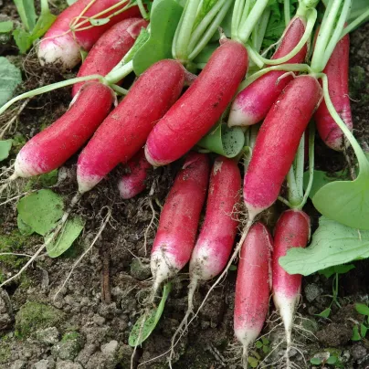 Ředkvička Slovana - Raphanus sativus - osivo ředkvičky - 300 ks