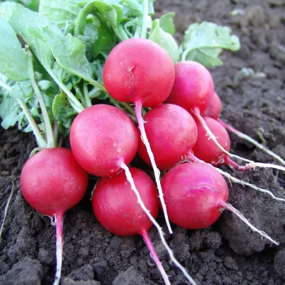 Ředkvička Faraon - Raphanus sativus - osivo ředkvičky - 300 ks