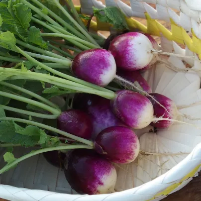 Ředkvička Diana - Raphanus sativus - osivo ředkvičky - 300 ks