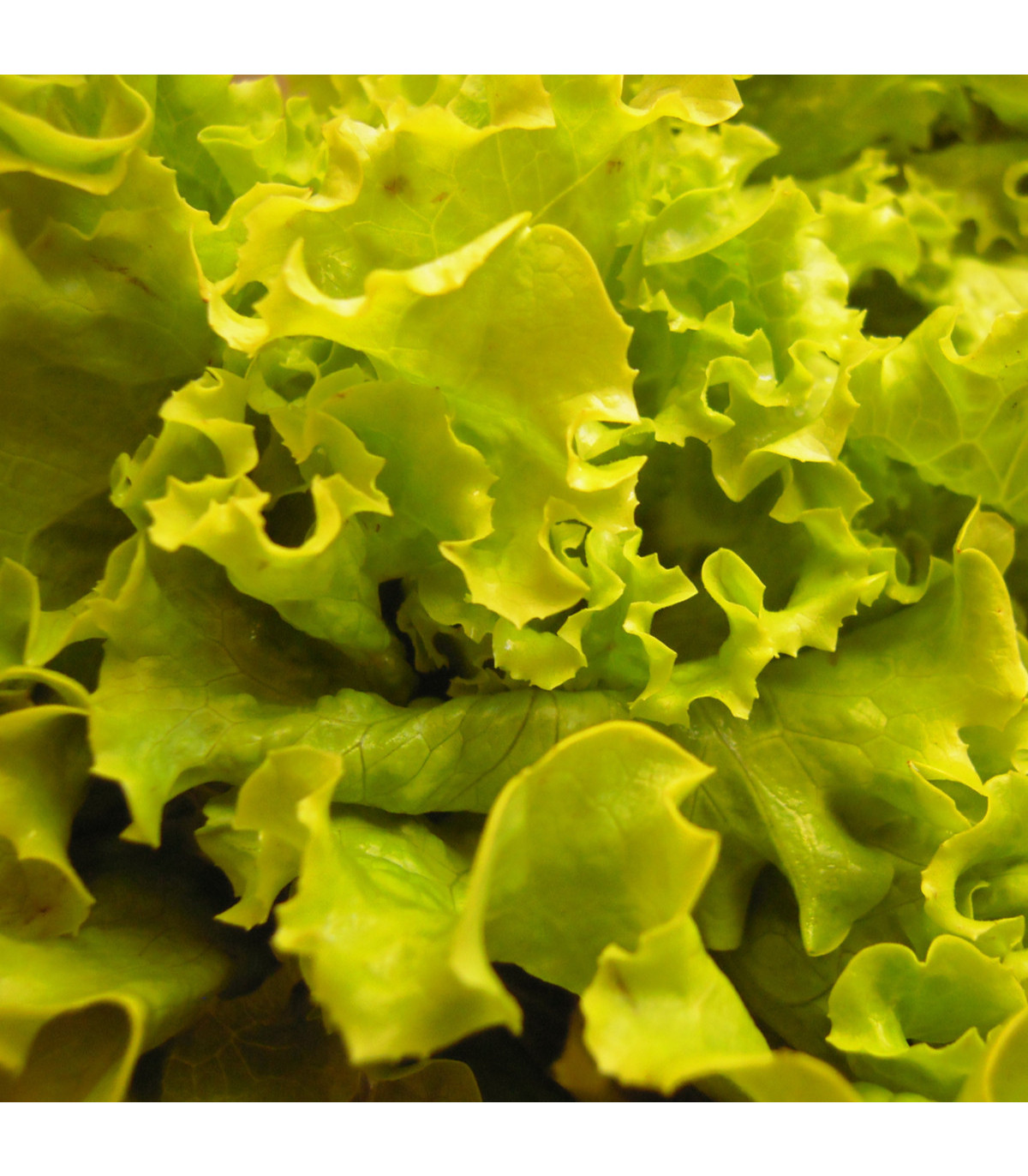 Salát hlávkový Maikönig - Lactuca sativa - osivo salátu - 800 ks