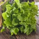 Salát listový Dubáček - Lactuca sativa - osivo salátu - 500 ks
