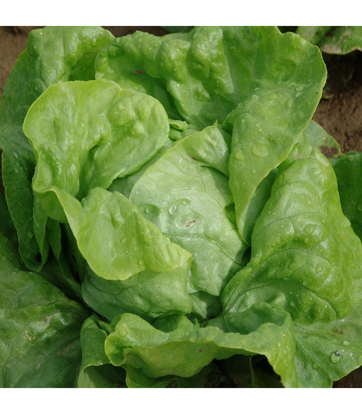 Salát hlávkový raný Amur - Lactuca sativa - osivo salátu - 500 ks