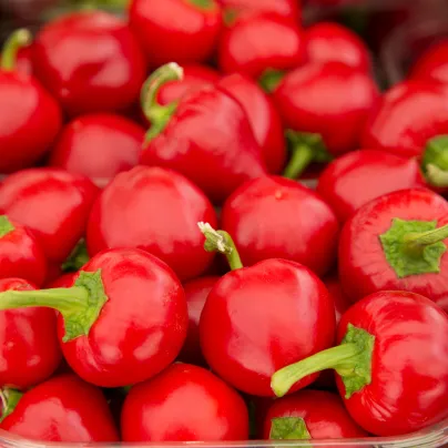Paprika rajčinová Ontara - Capsicum annuum - osivo papriky - 40 ks