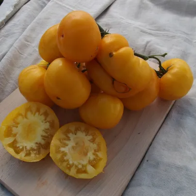 Rajče Yellowstone - Solanum lycopersicum - osivo rajčat - 15 ks