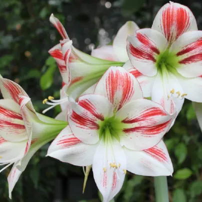 Hvězdník Ambiance - Hippeastrum - cibule hvězdníků - 1 ks