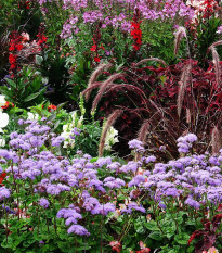 Letničky do stínu - směs - osivo letniček - 3 g