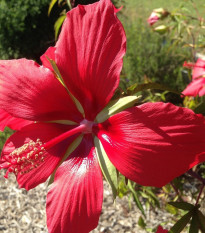 Ibišek šarlatový - Hibiscus coccineus - osivo ibišku - 15 ks