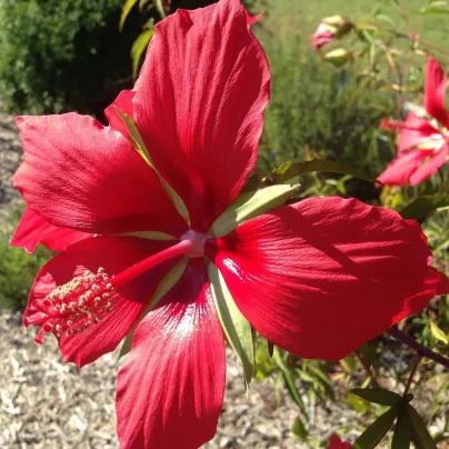 Ibišek šarlatový - Hibiscus coccineus - osivo ibišku - 15 ks
