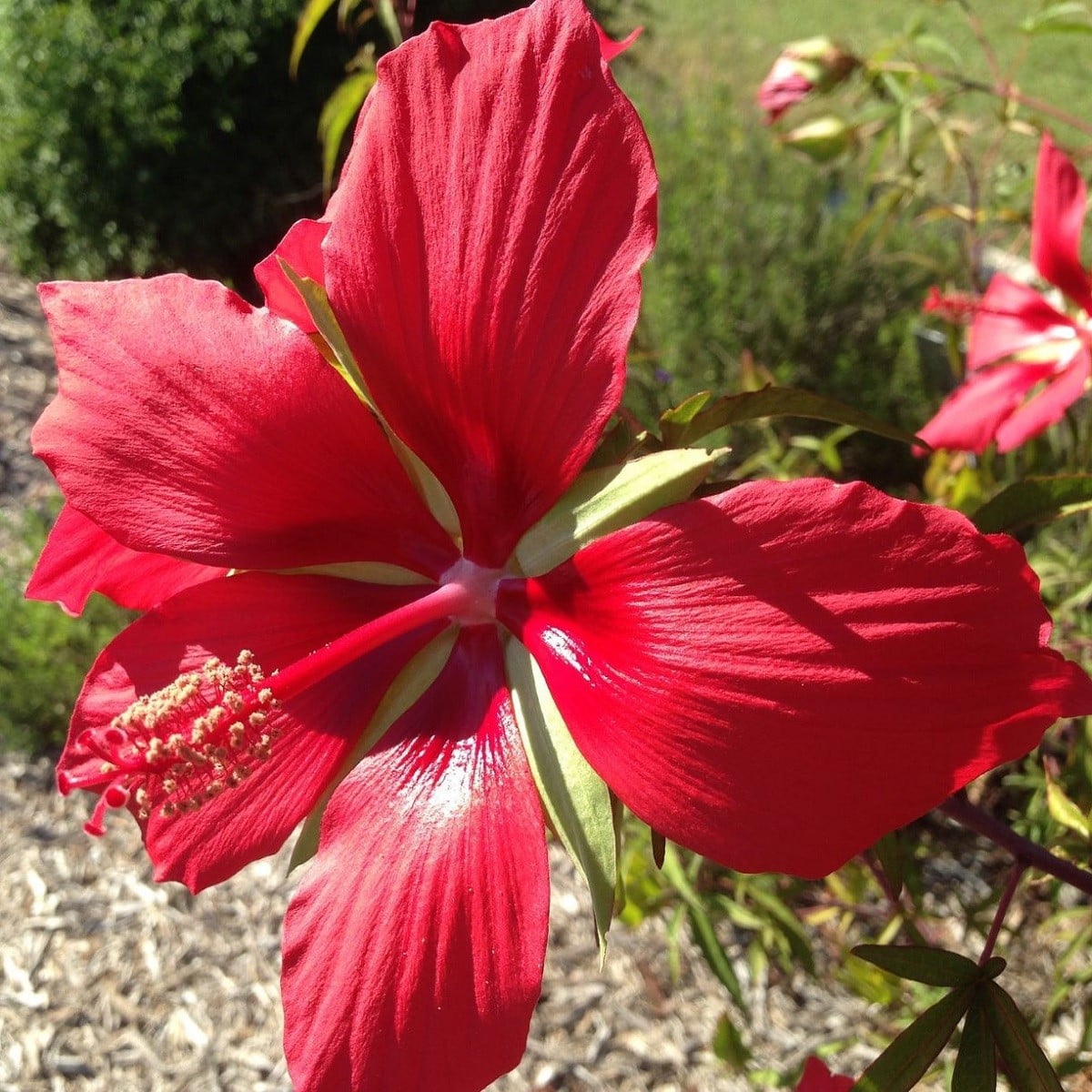 Ibišek šarlatový - Hibiscus coccineus - osivo ibišku - 15 ks