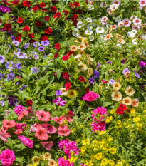 Petúnie plnokvětá směs barev - Petunia hybrida - osivo petunie - 10 ks
