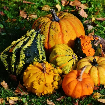 Tykev směs - Cucurbita pepo - osivo tykve - 7 ks