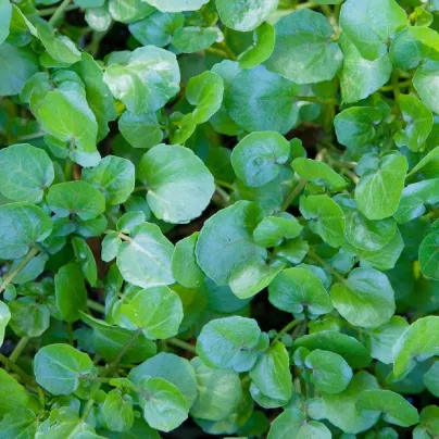 Řeřicha vodní potoční - Nasturtium officinale - osivo řeřichy - 0,5 g