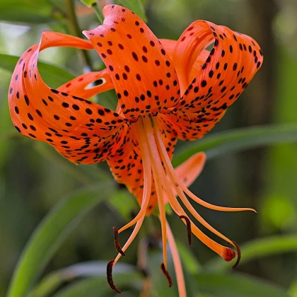 Lilie Red tiger - Lilium - cibule lilií - 1 ks