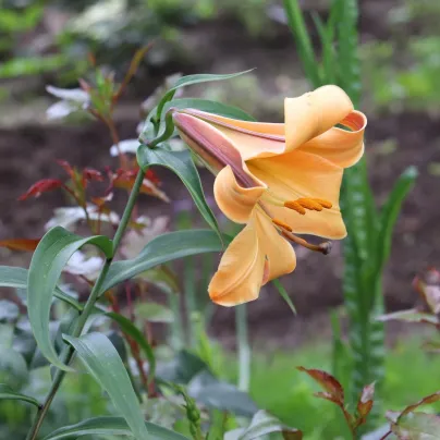 Lilie African Queen - Lilium - cibule lilií - 1 ks