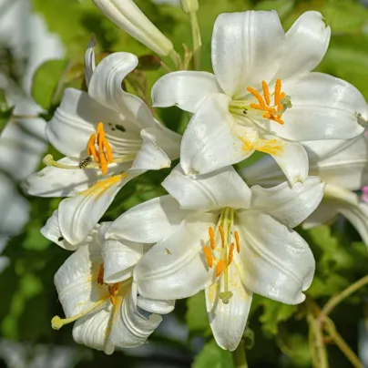 Lilie zlatohlavá bílá - Lilium martagon album - cibule lilií - 1 ks