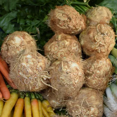 BIO Celer bulvový Mars - Apium graveolens - bio osivo celeru - 20 ks
