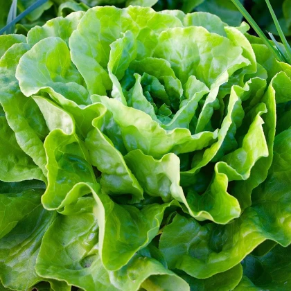 BIO Salát hlávkový máslový Sylvesta - Lactuca sativa - bio osivo salátu - 100 ks