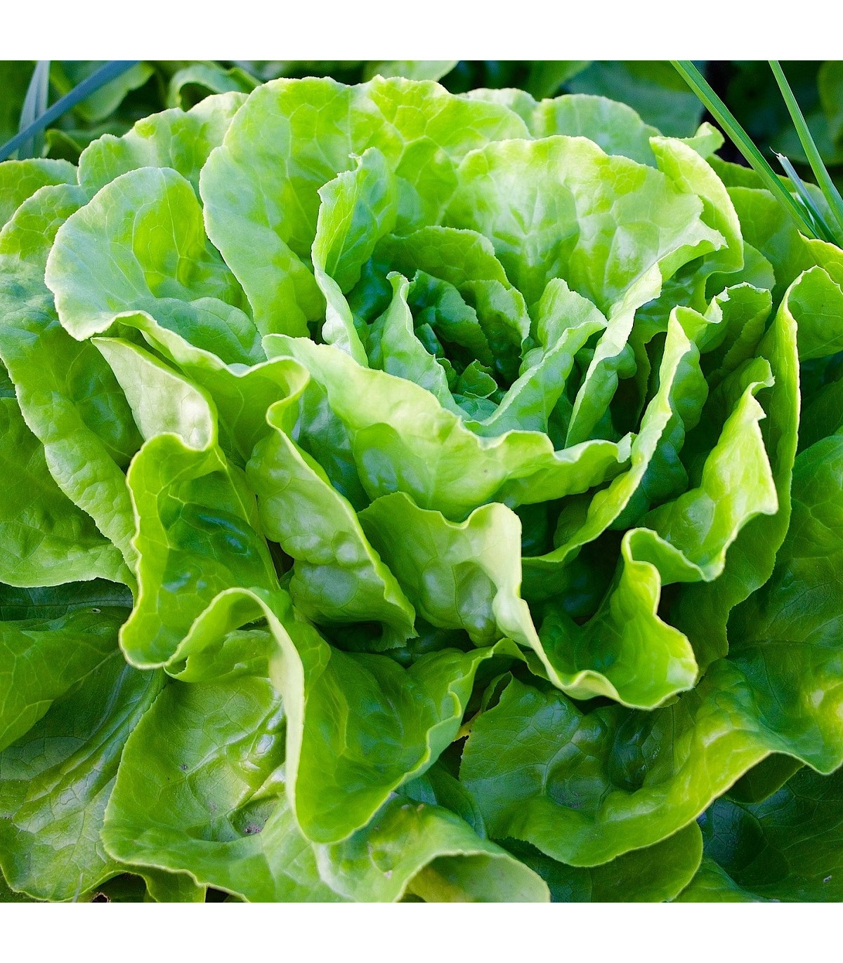 BIO Salát hlávkový máslový Sylvesta - Lactuca sativa - bio osivo salátu - 100 ks