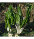 BIO Mangold Lucullus - Beta vulgaris - bio osivo mangoldu - 45 ks